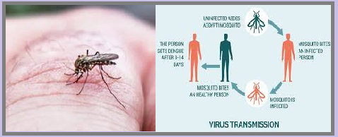 What Is Dengue Fever 
